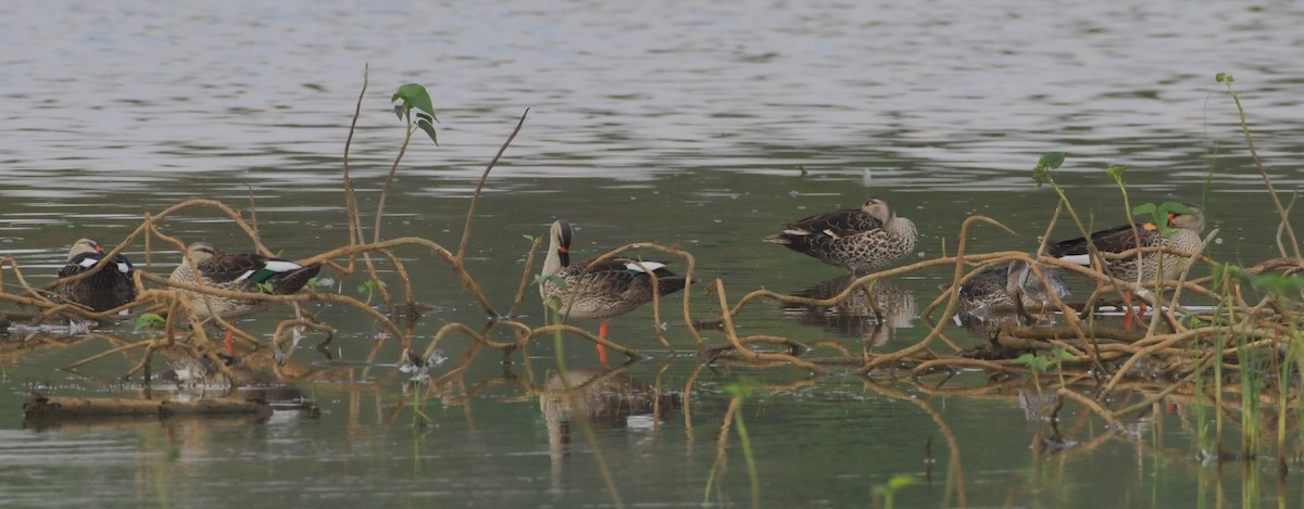 Indian Spot-billed Duck - ML638408106