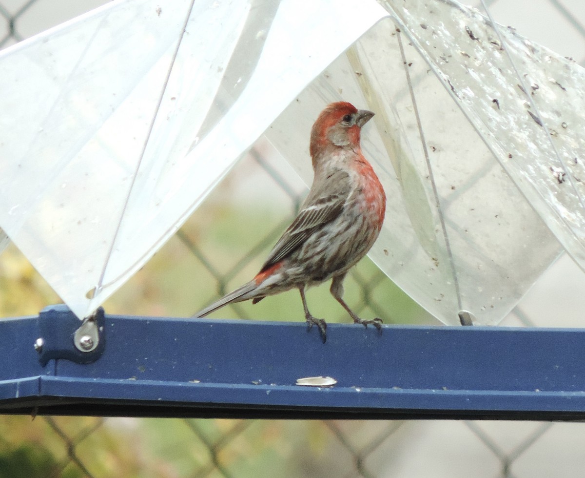 House Finch - ML638408107