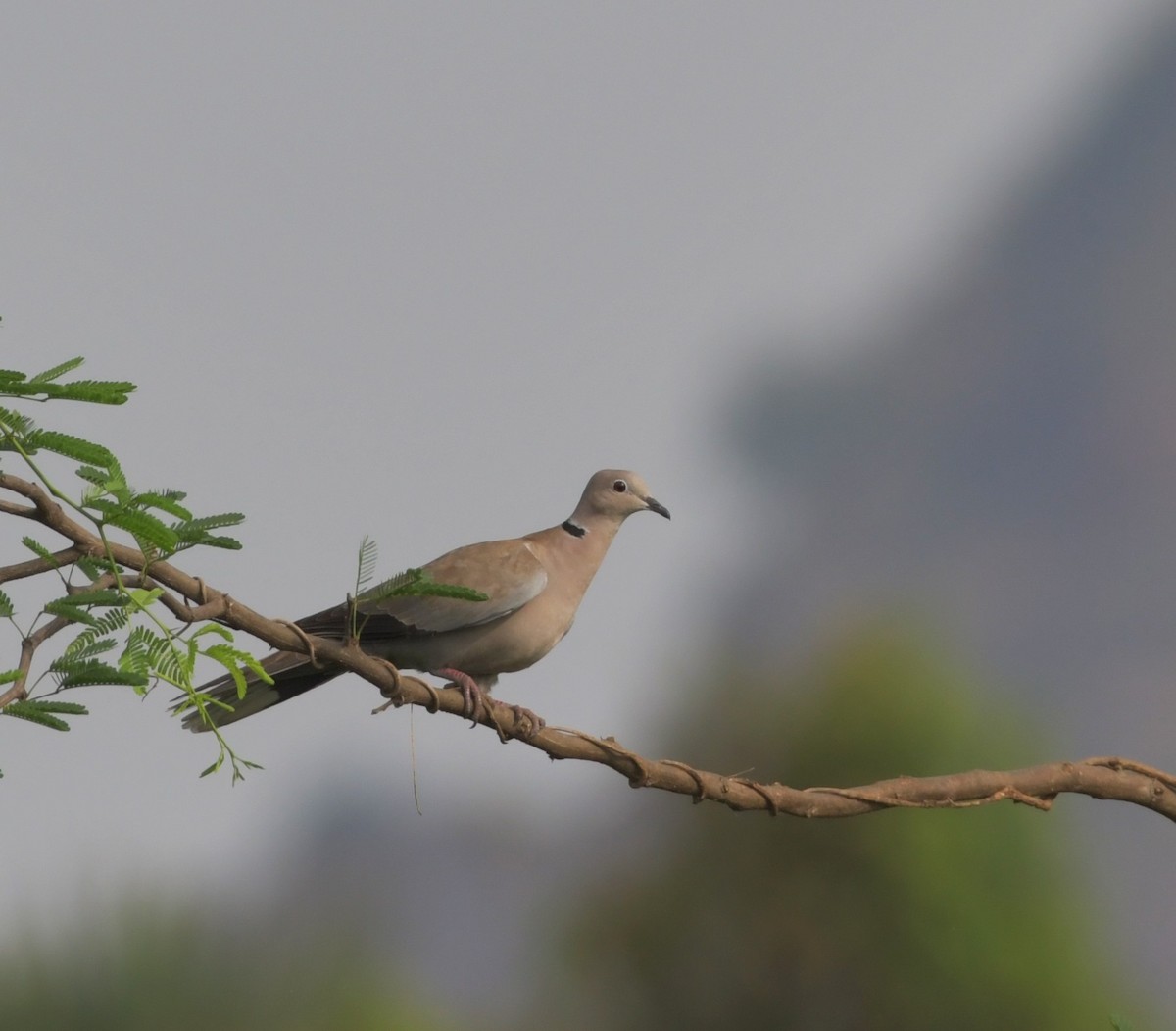 Eurasian Collared-Dove - ML638408108