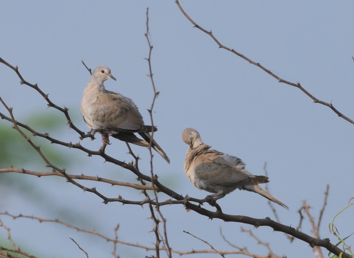Eurasian Collared-Dove - ML638408109