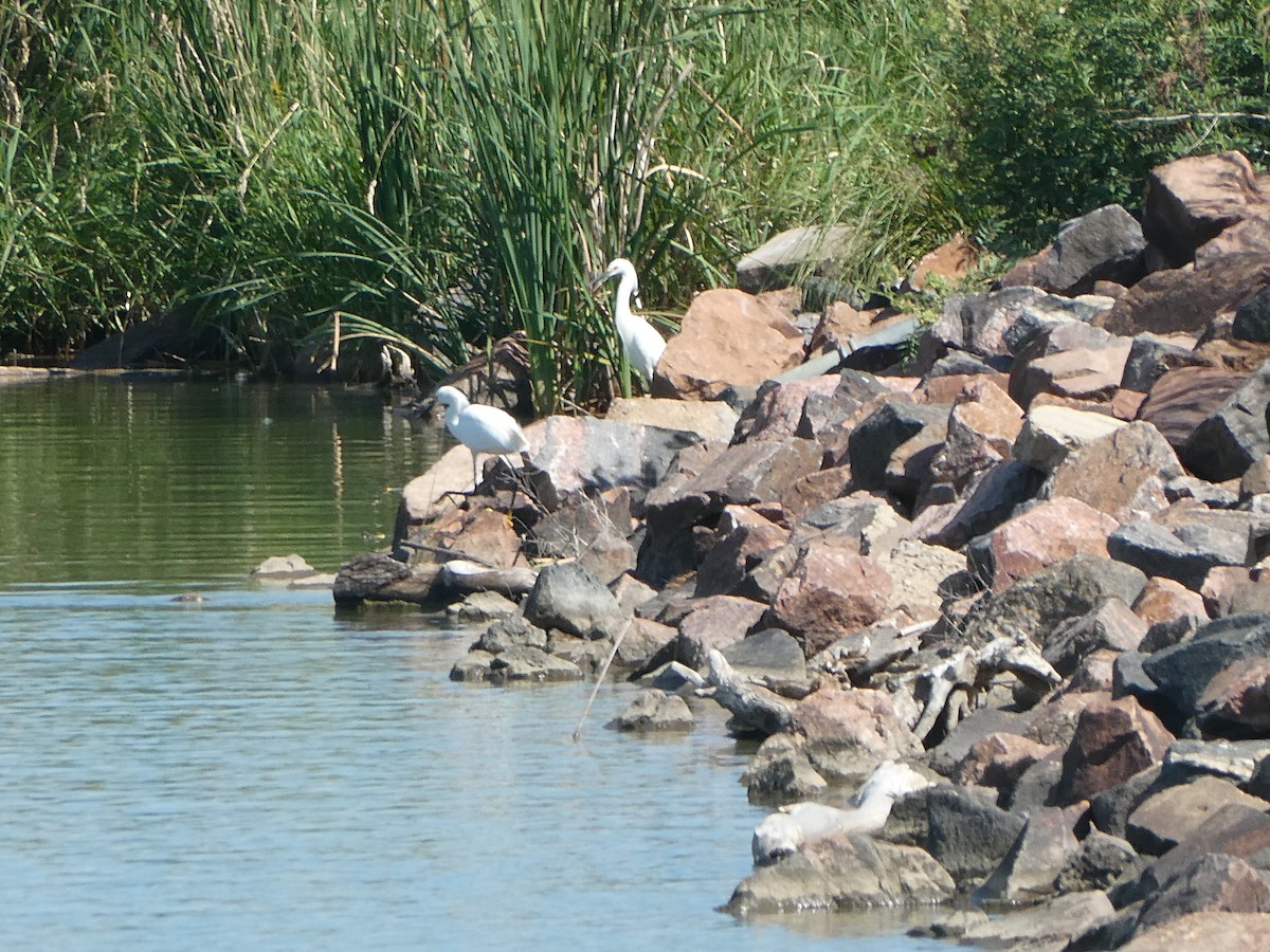 Snowy Egret - ML638408110