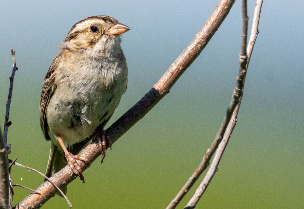 Clay-colored Sparrow - ML638408111