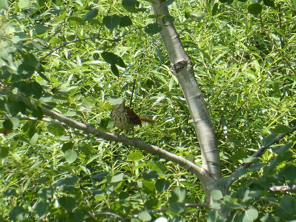 Brown Thrasher - ML638408112