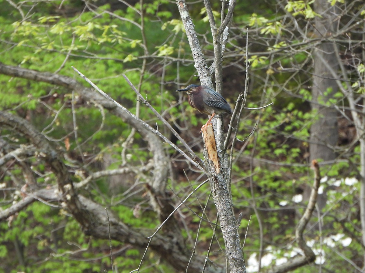 Green Heron - ML638408113