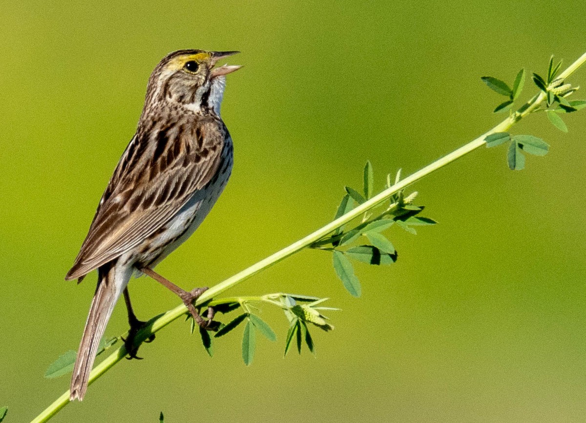 Savannah Sparrow - ML638408117
