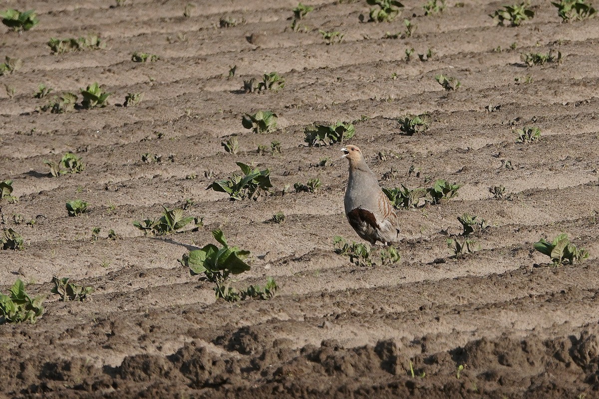 Gray Partridge - ML638408123