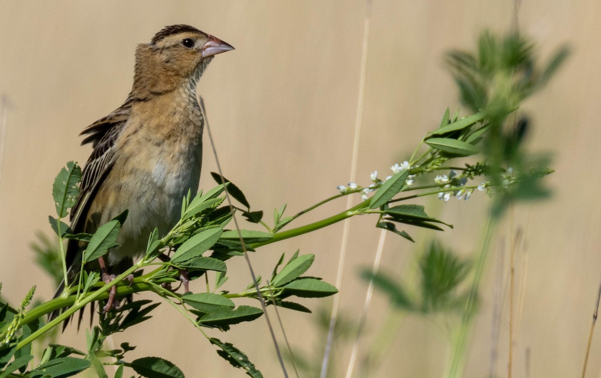 Bobolink - ML638408125