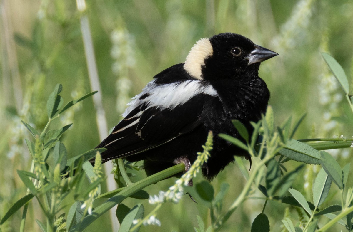 Bobolink - ML638408130