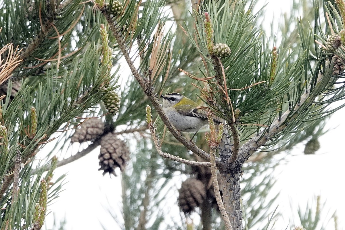 Common Firecrest - ML638408137
