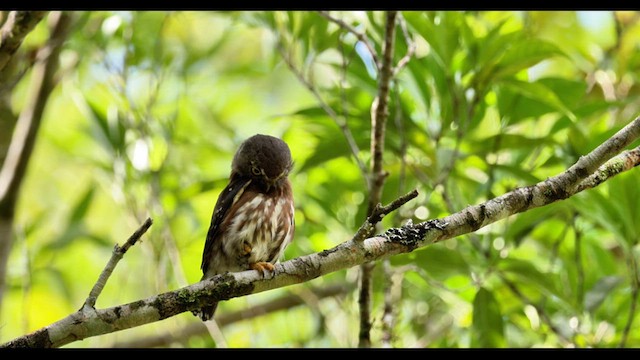 Least Pygmy-Owl - ML638408165