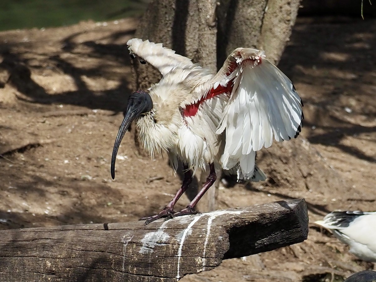 Australian Ibis - ML638408171