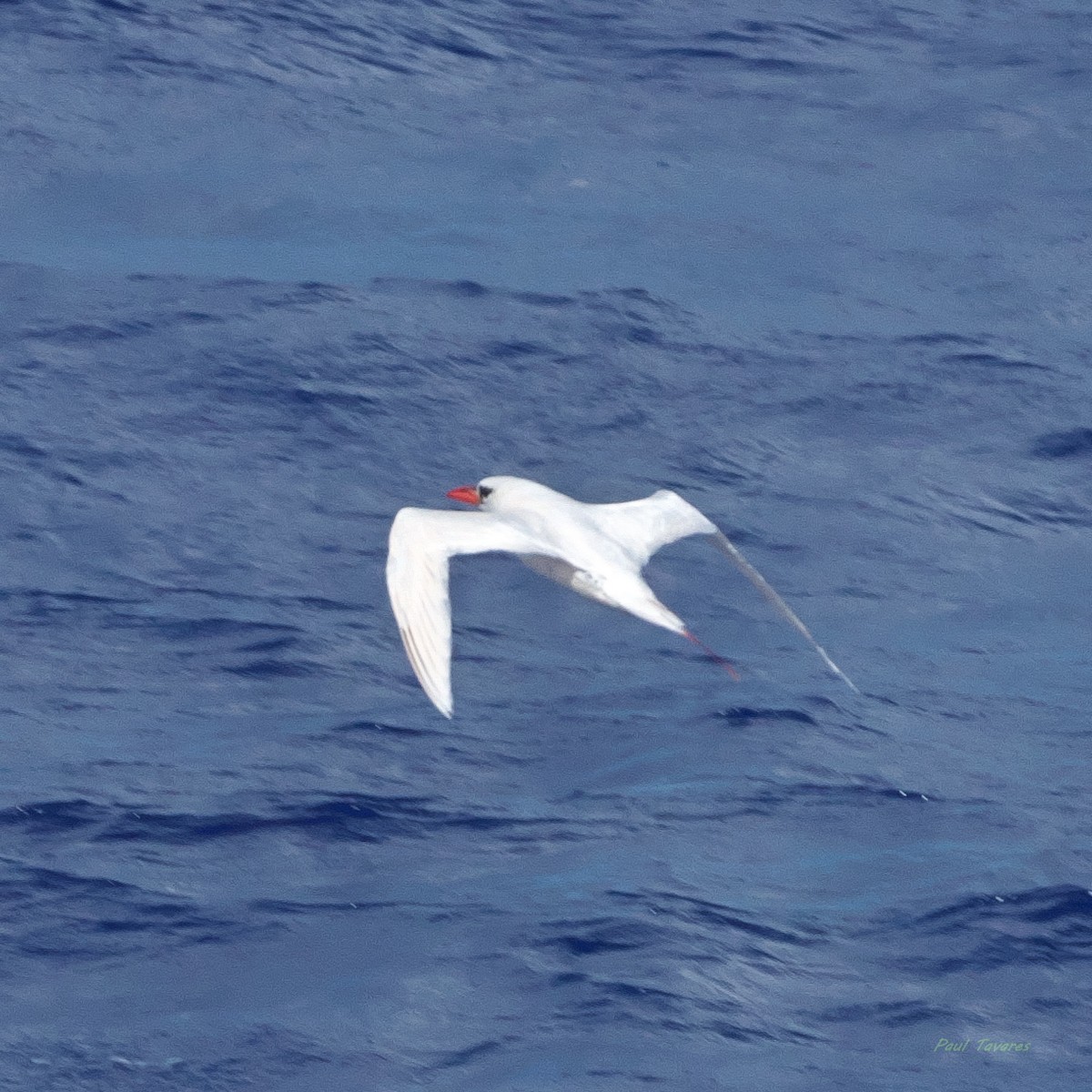Rotschwanz-Tropikvogel - ML638408172