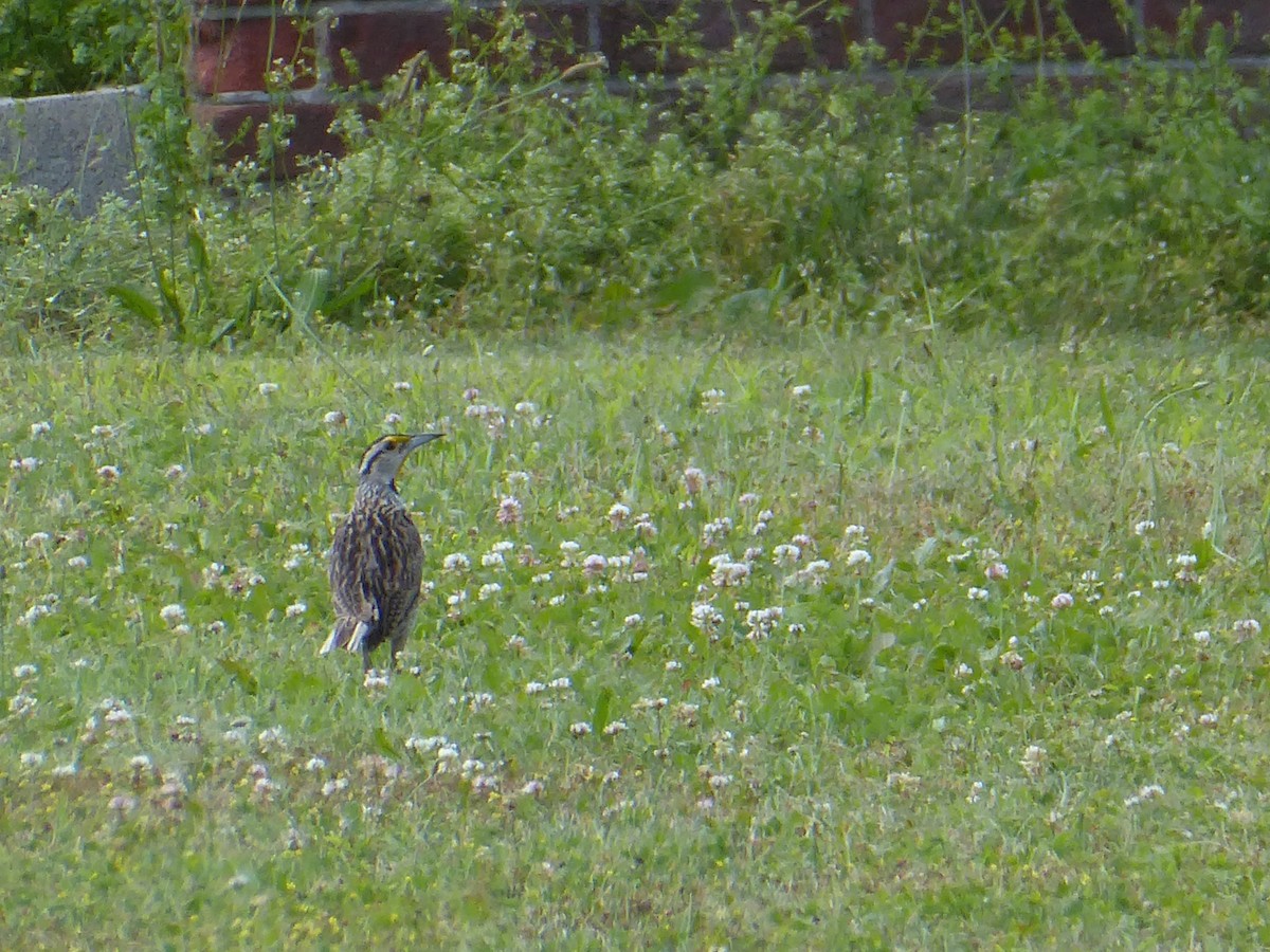Eastern Meadowlark - ML638408203