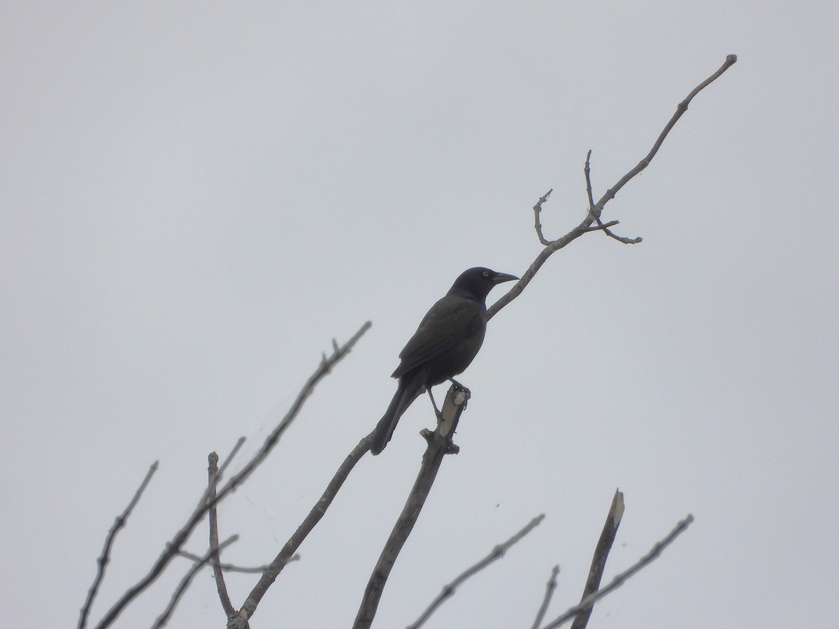 Common Grackle - ML638408208