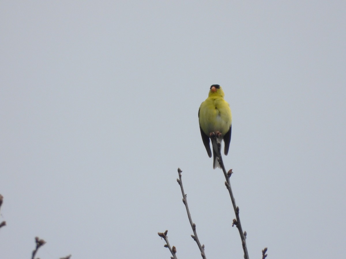 American Goldfinch - ML638408209