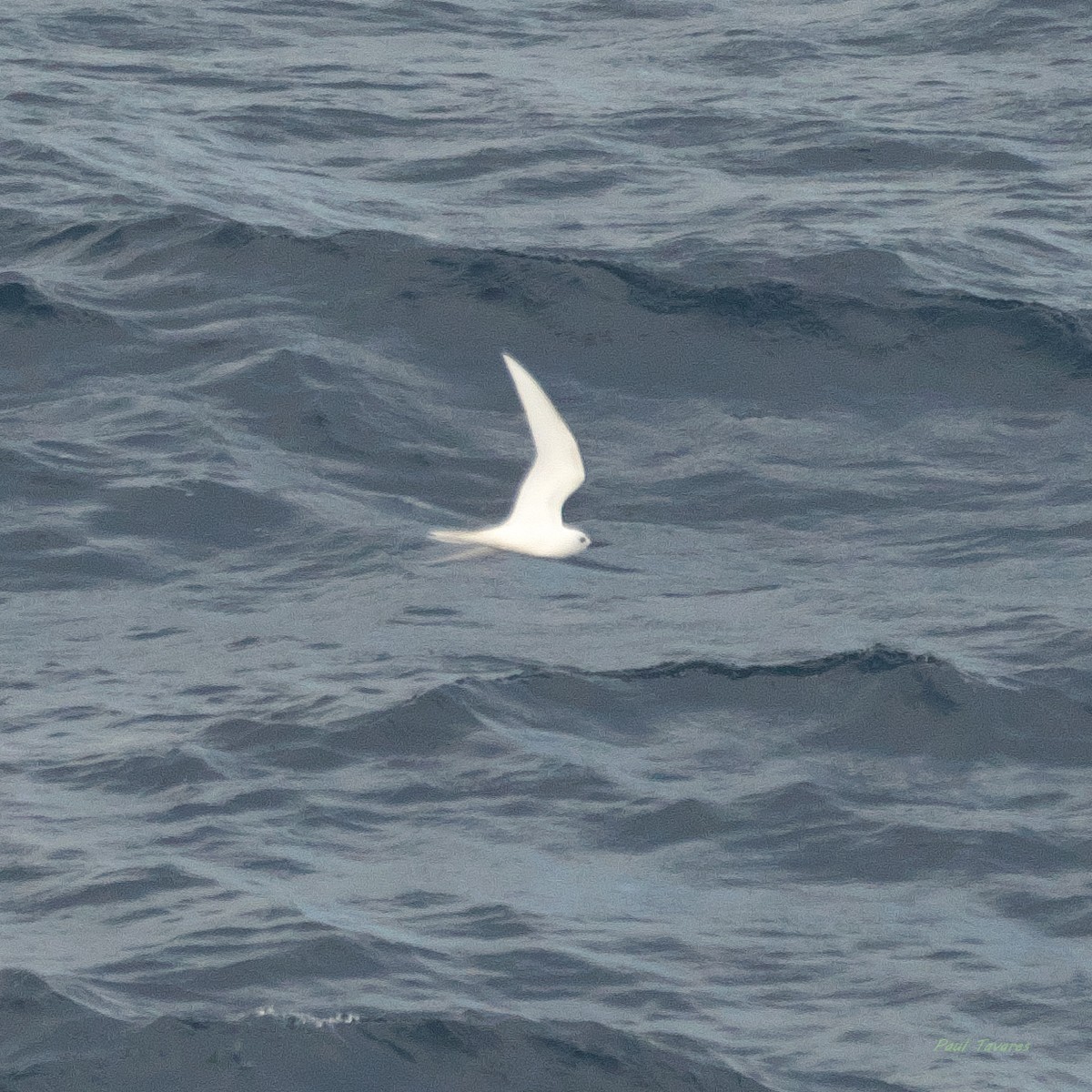 White Tern - ML638408210