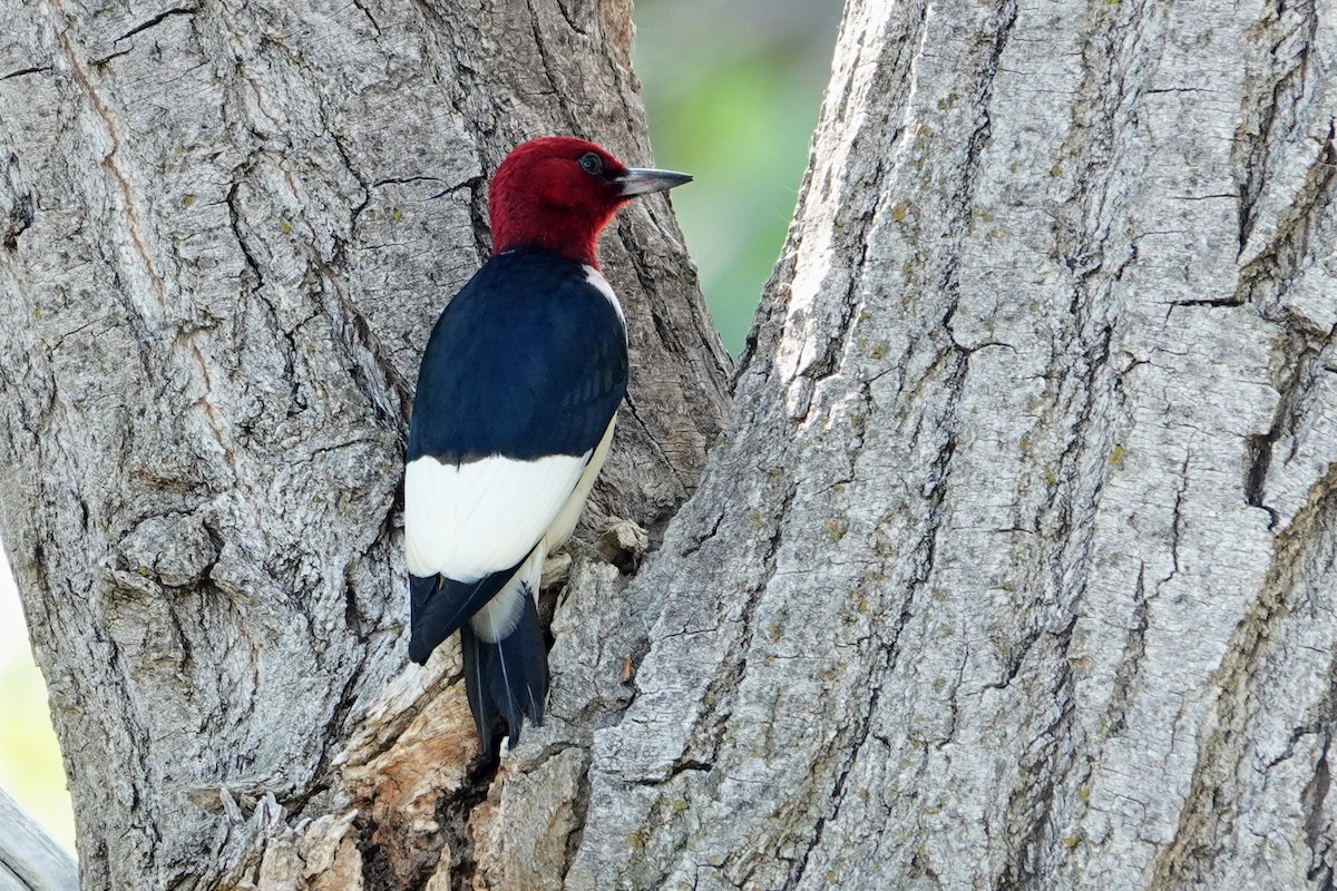 Red-headed Woodpecker - ML638408211