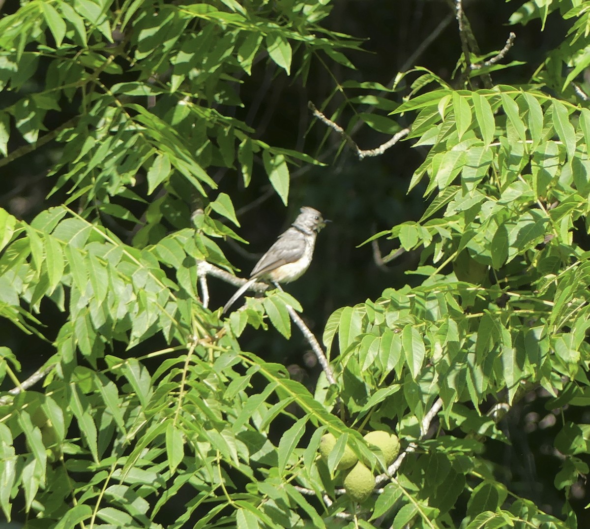Tufted Titmouse - ML638408215
