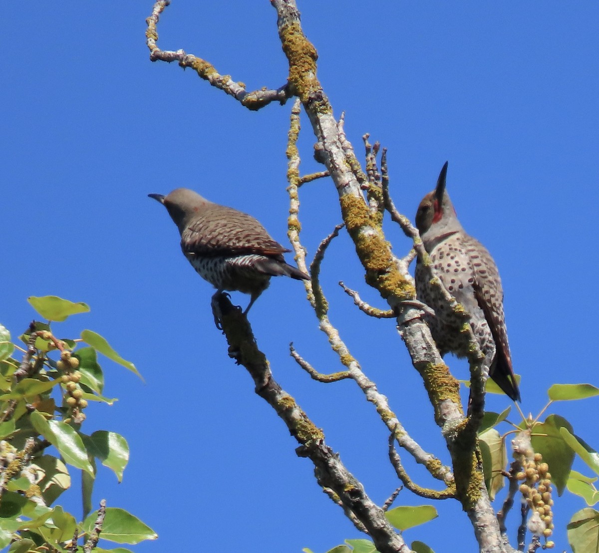 Northern Flicker (Yellow-shafted x Red-shafted) - ML638408221