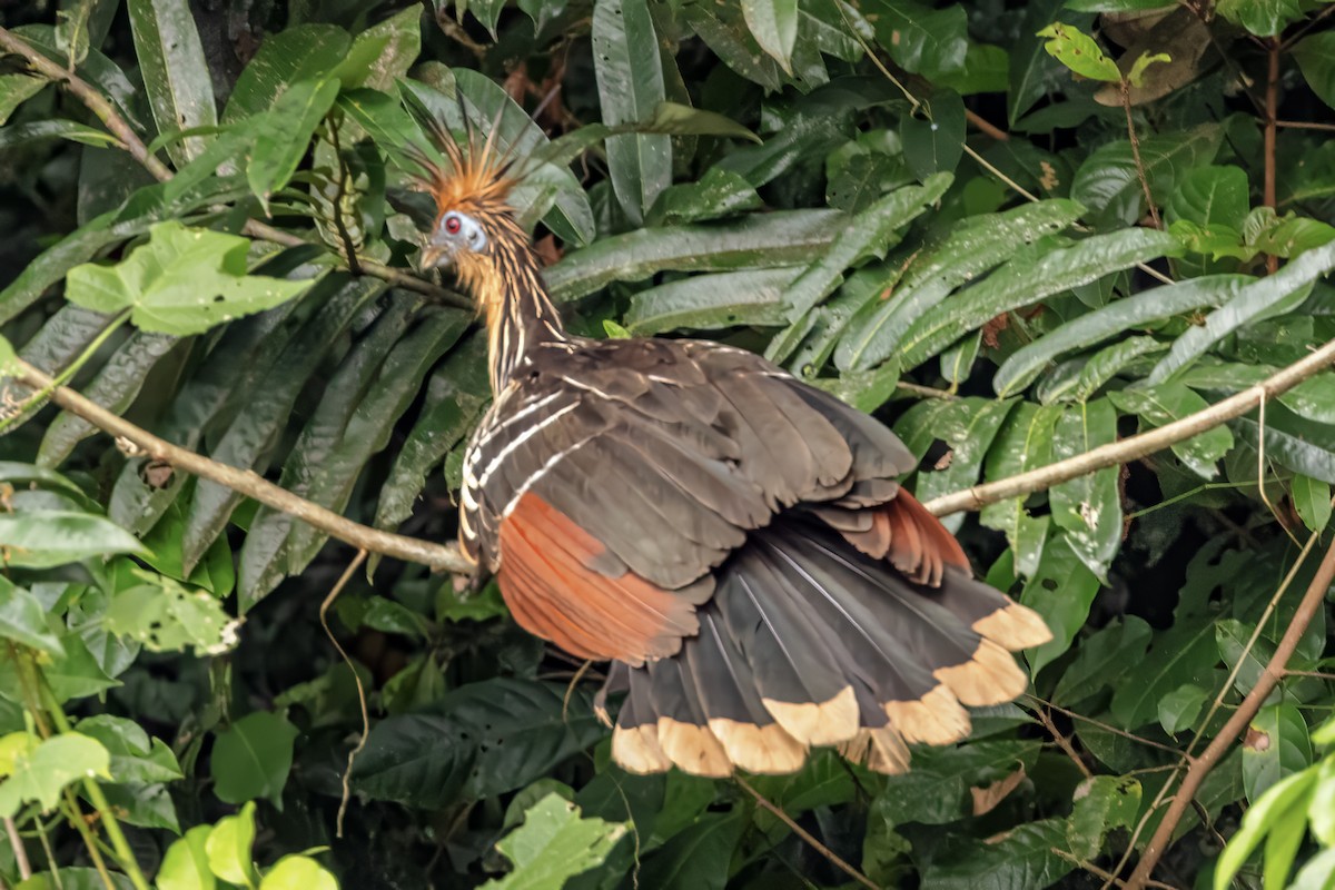 Hoatzin - ML638408223
