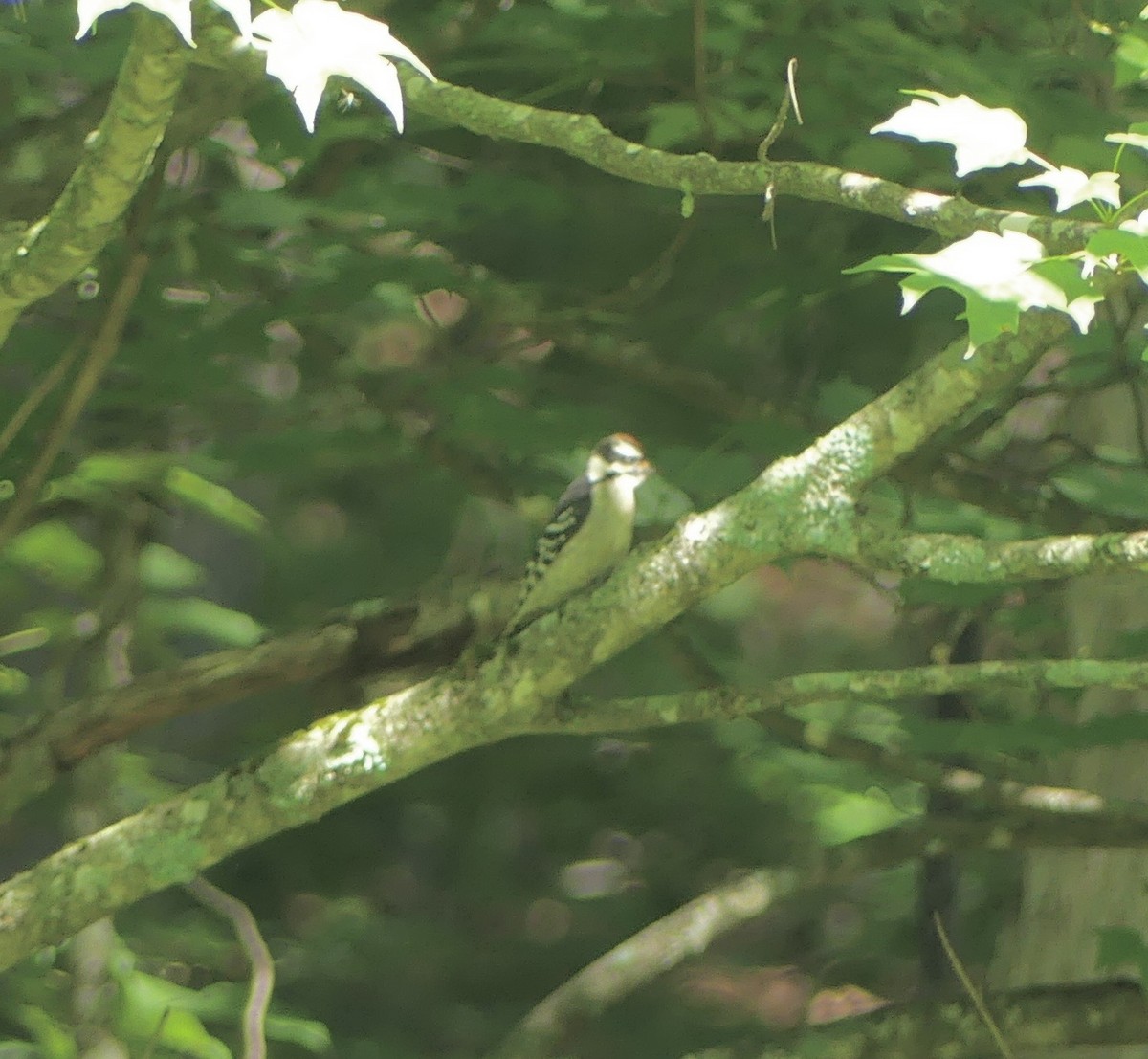 Downy Woodpecker - ML638408225