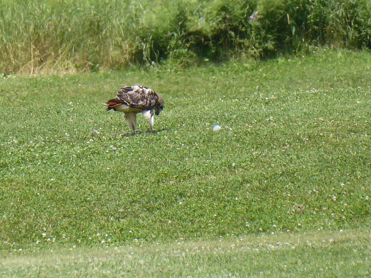 Red-tailed Hawk - ML638408233