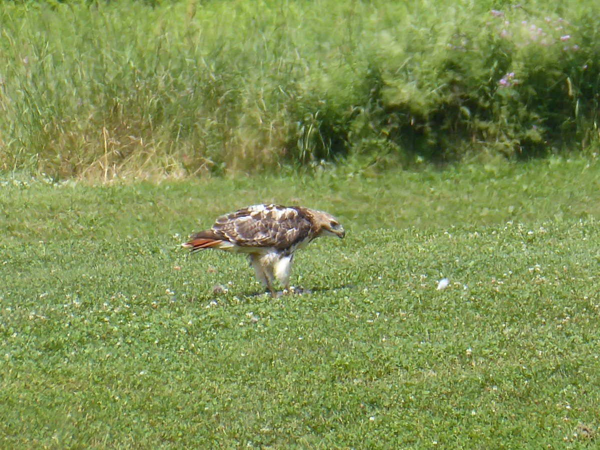 Red-tailed Hawk - ML638408234