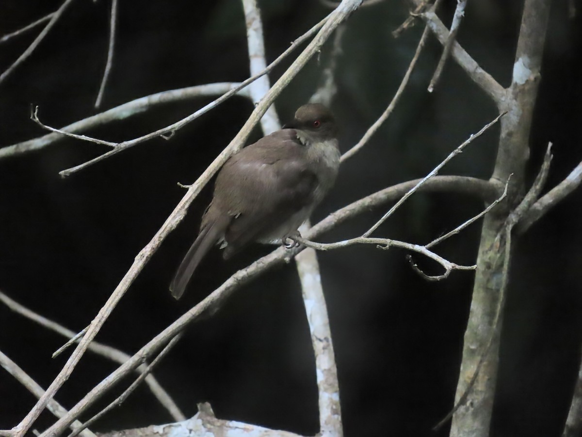 Red-eyed Bulbul - ML638408241