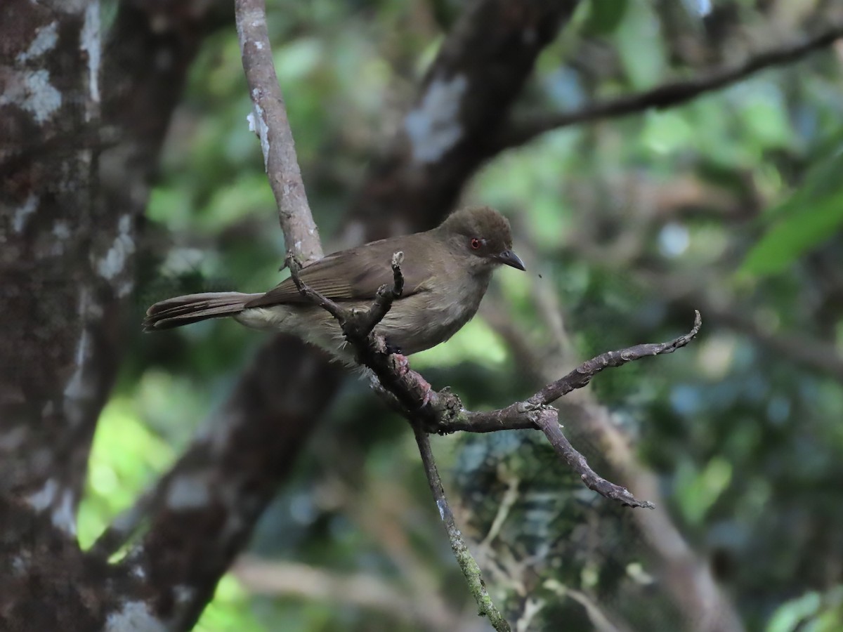 Red-eyed Bulbul - ML638408242