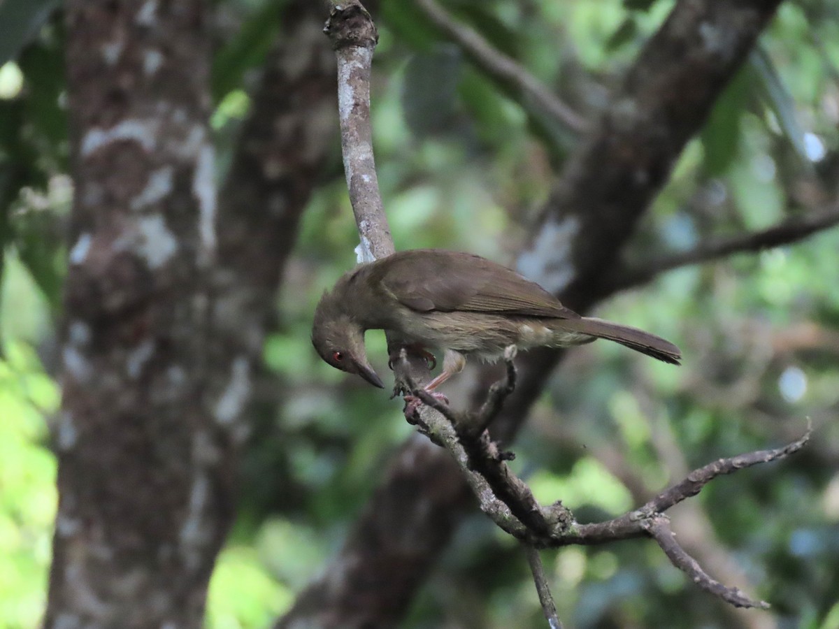 Red-eyed Bulbul - ML638408243