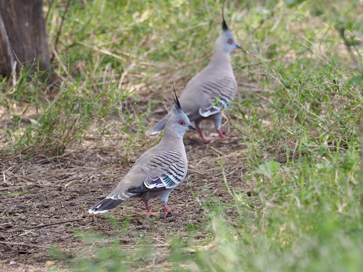 Crested Pigeon - ML638408256