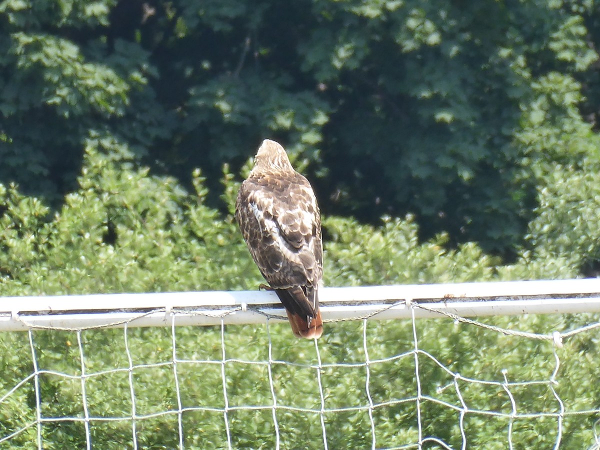 Red-tailed Hawk - ML638408271
