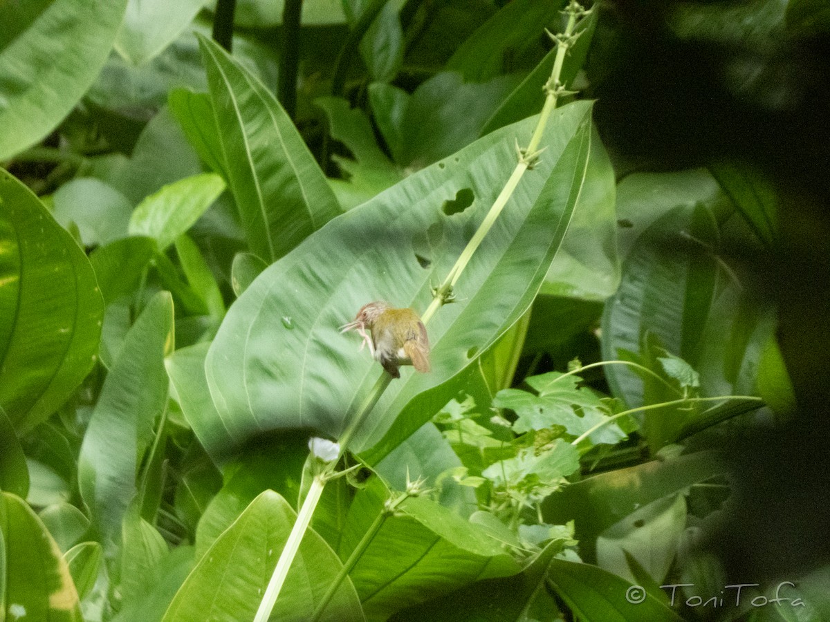 Common Tailorbird - ML638408272