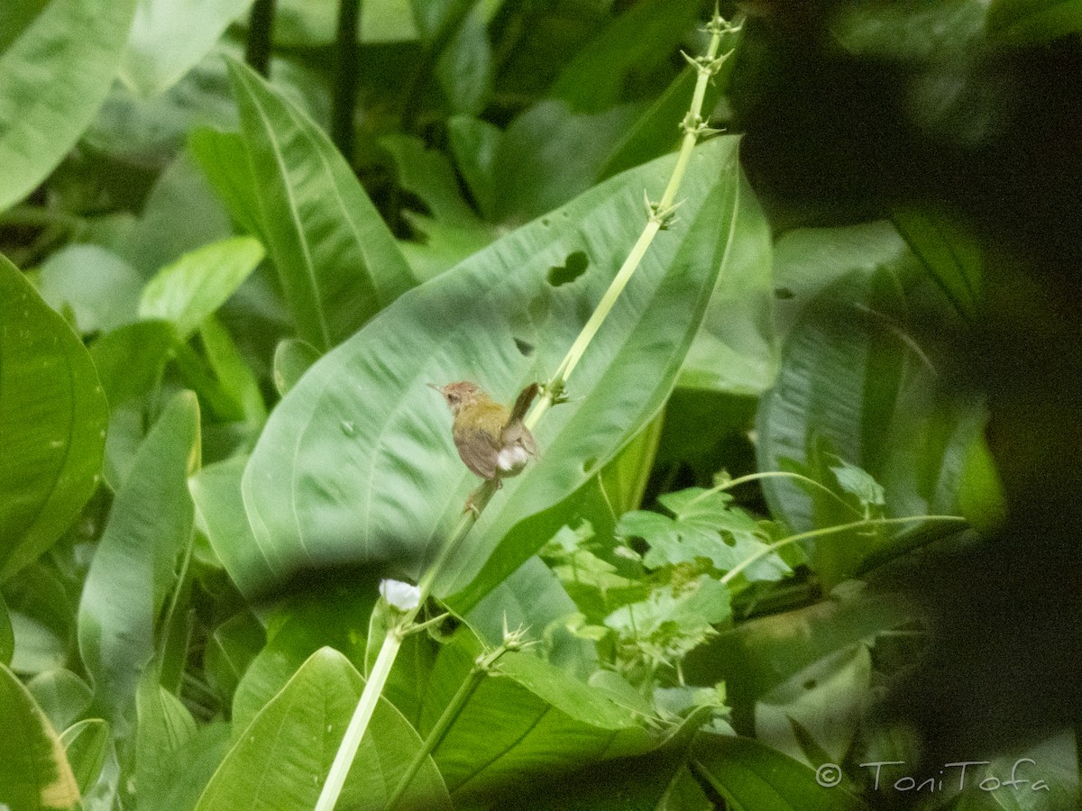 Common Tailorbird - ML638408273