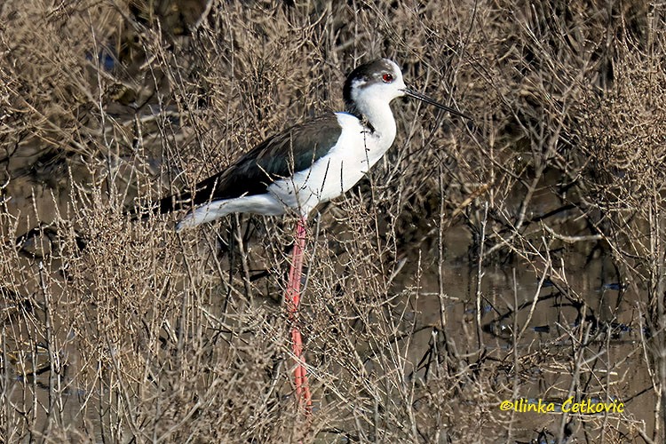高蹺鴴 - ML638408281