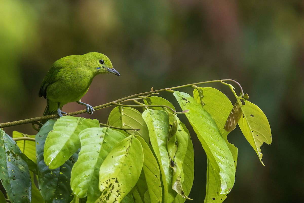 Lesser Green Leafbird - ML638408287