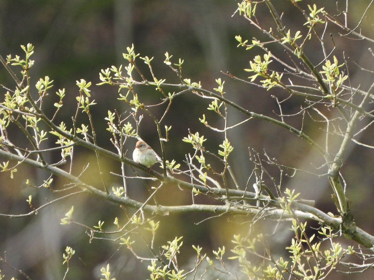 Field Sparrow - ML638408292