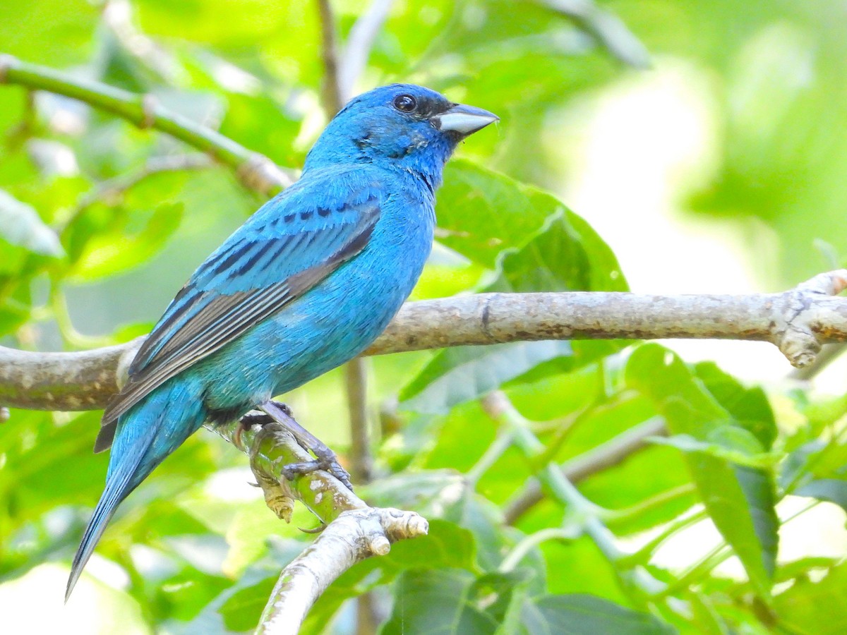 Indigo Bunting - ML638408300