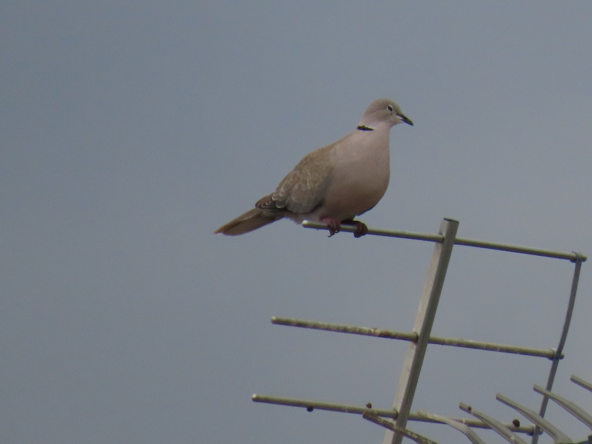 灰斑鳩 - ML638408301