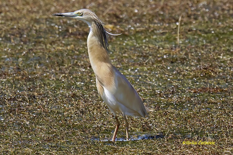 Squacco Heron - ML638408302