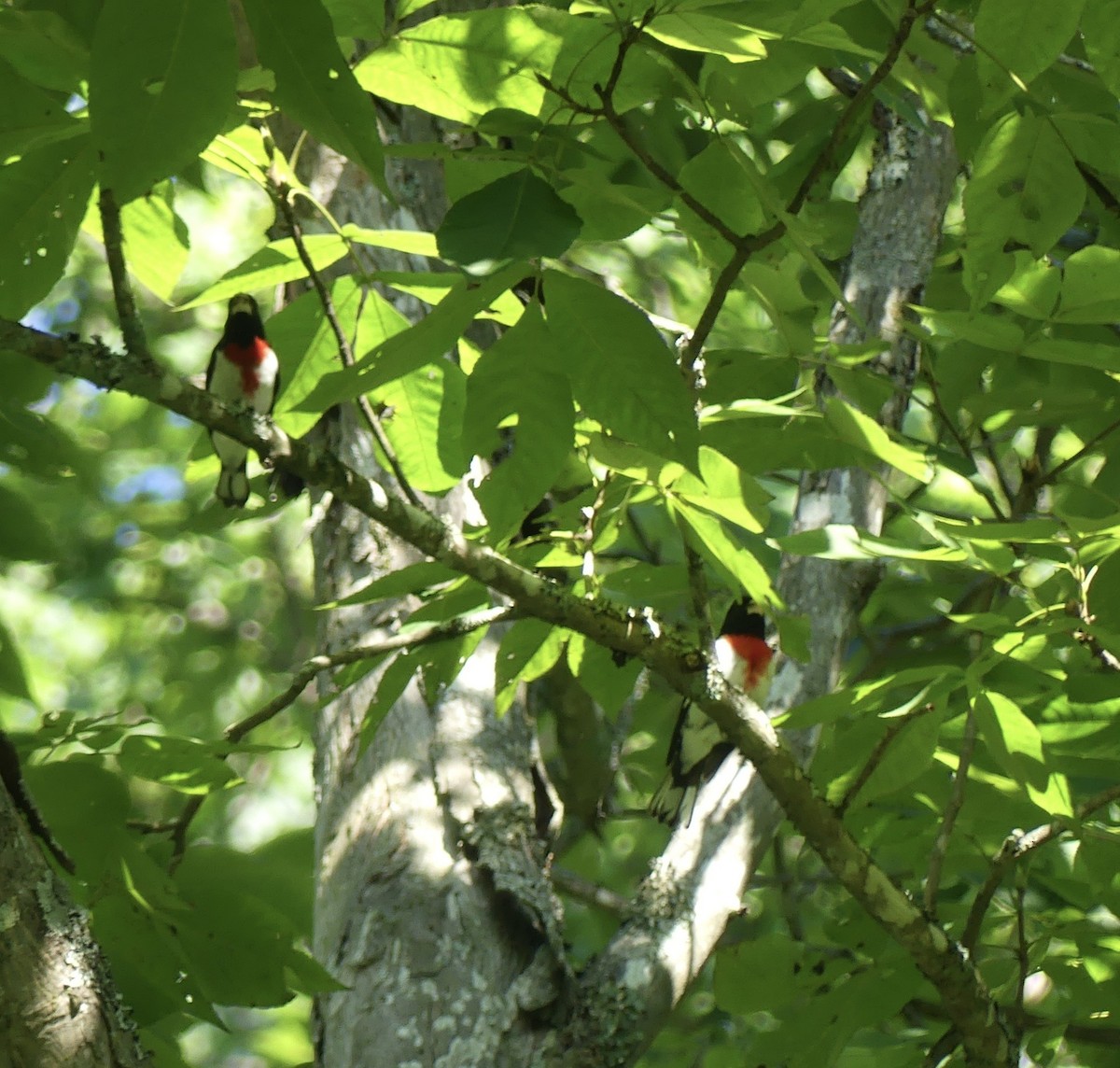 Rose-breasted Grosbeak - ML638408306