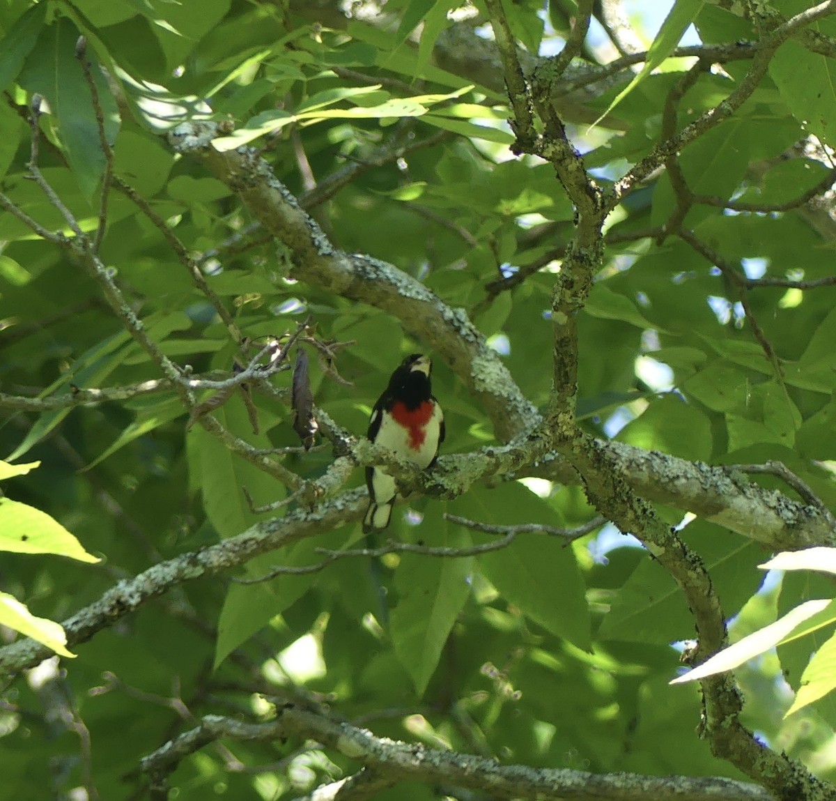 Rose-breasted Grosbeak - ML638408307