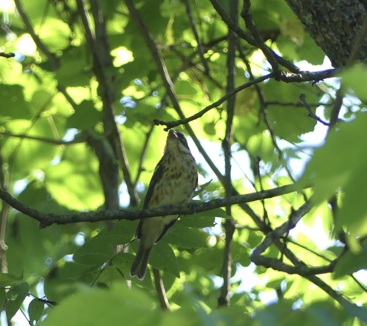 Rose-breasted Grosbeak - ML638408308