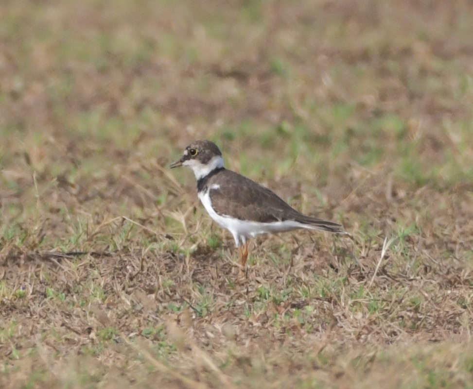 小環頸鴴 - ML638408310