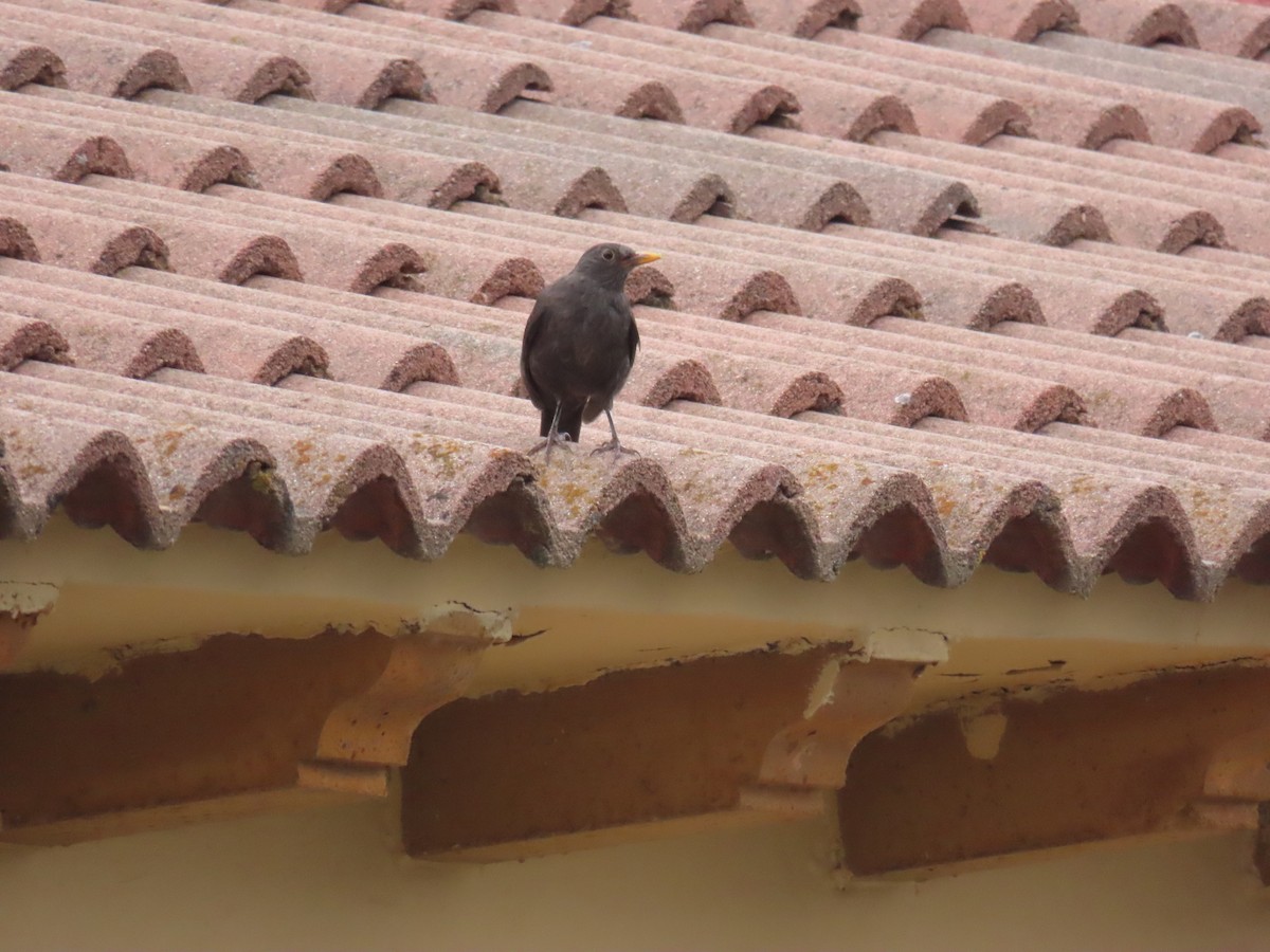Eurasian Blackbird - ML638408312
