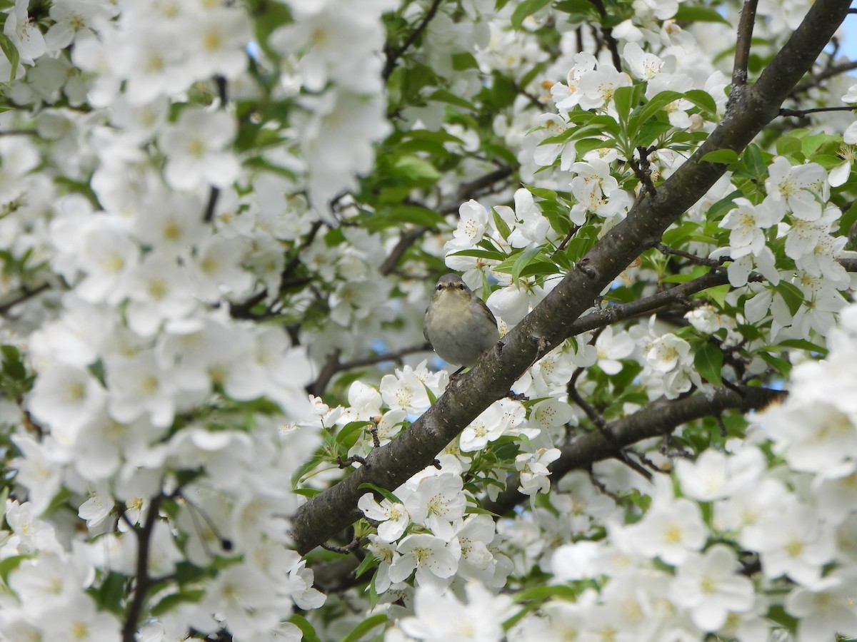møllparula - ML638408313