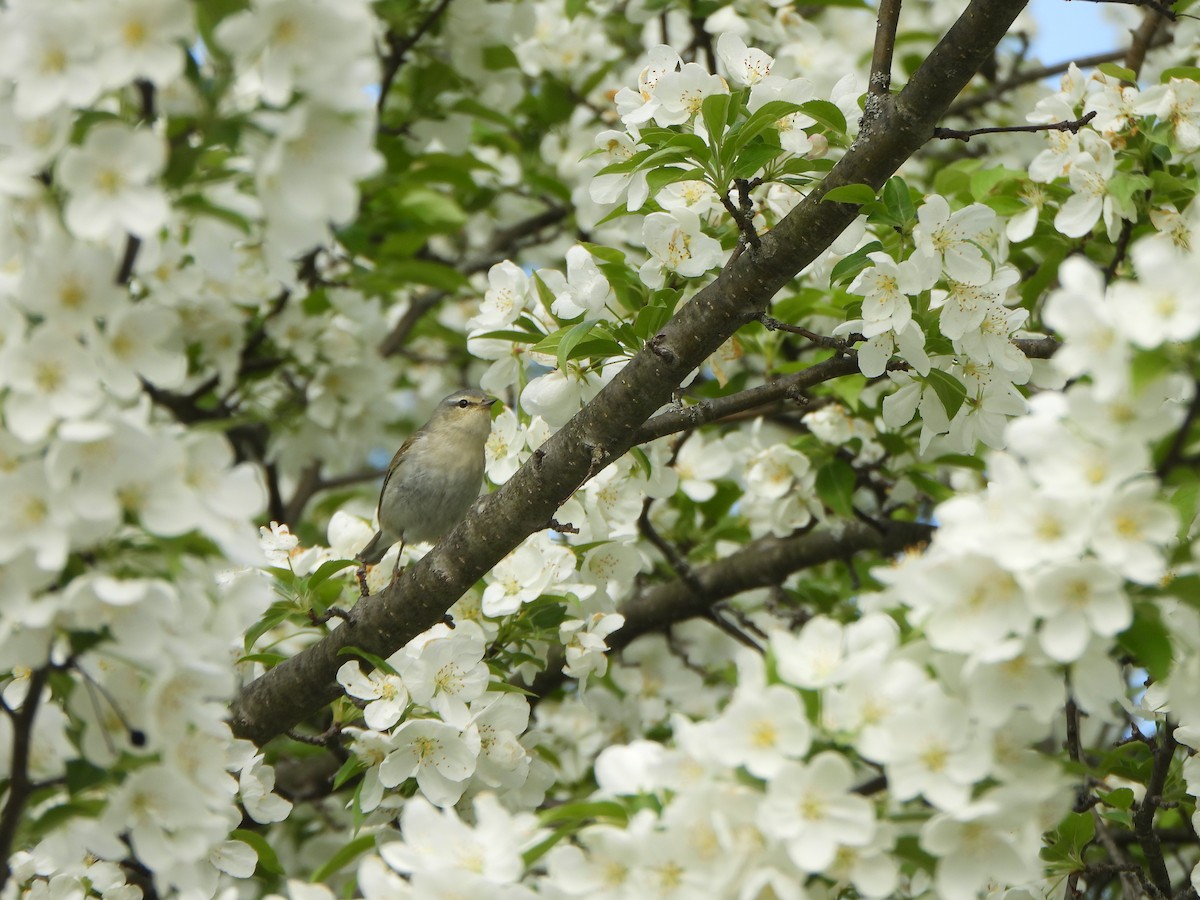 møllparula - ML638408315