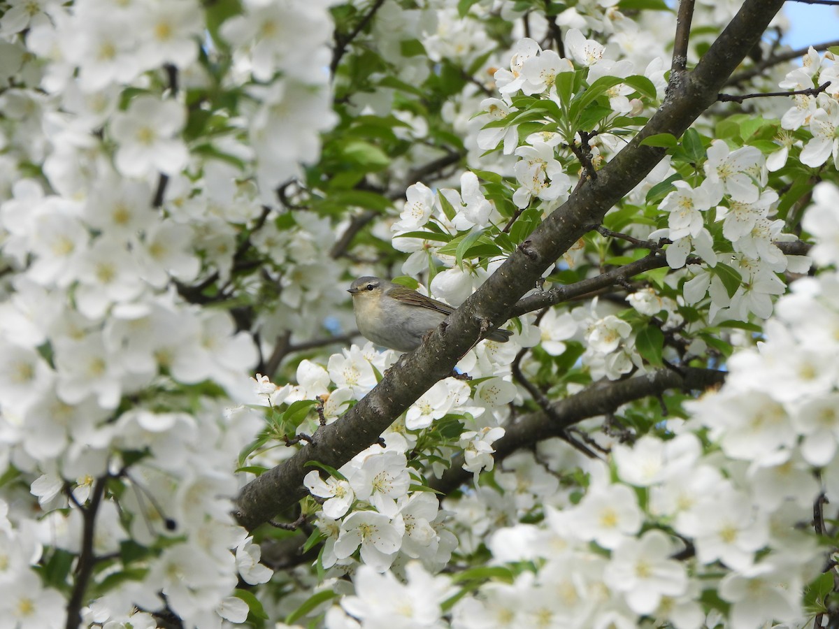 møllparula - ML638408316