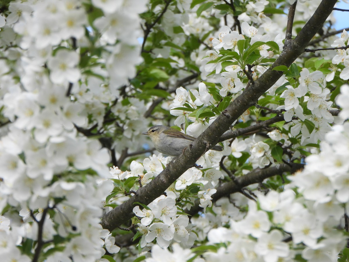 møllparula - ML638408317
