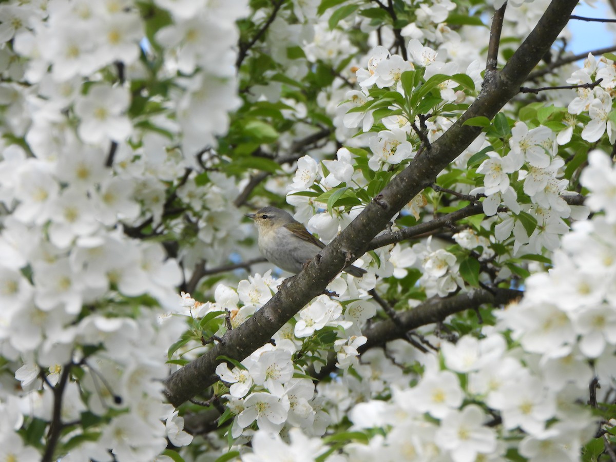 møllparula - ML638408318